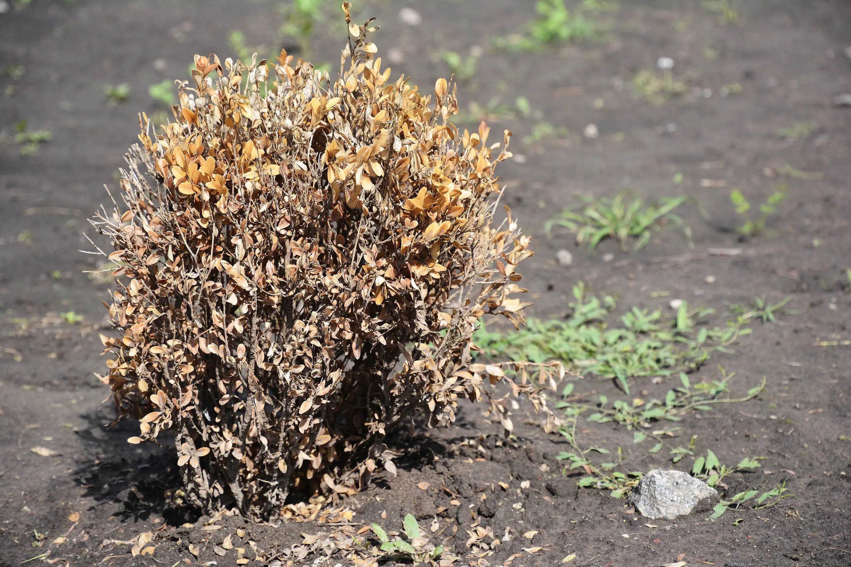 Schadelijk Tuinafval